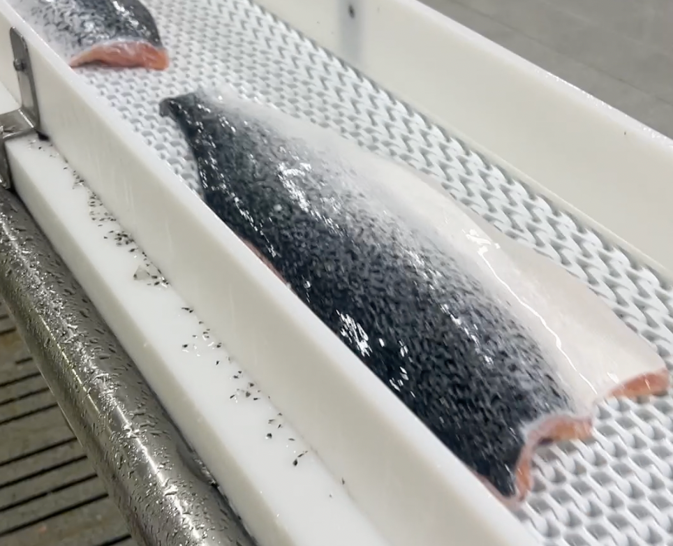 Fresh Atlantic salmon
